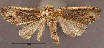 Media type: image;   Entomology 622630 Aspect: habitus dorsal view